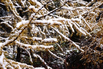 黄龙雪景