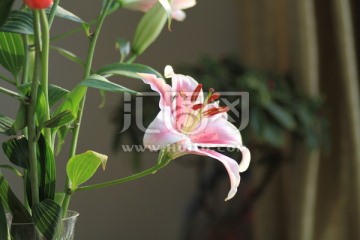 百合花