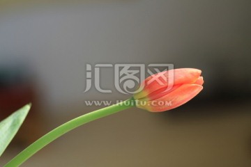 郁金香