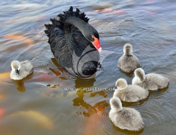 黑天鹅和她的宝宝们
