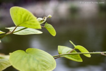 植物 叶子 绿植 恭王府花园