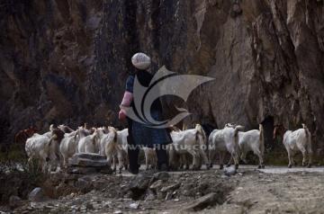 汶川羌人谷牧羊