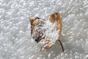 冰雪 晶莹 落叶