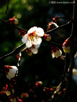 梅花香自苦寒来