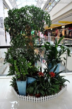 绿色植物