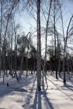 冬季桦树林