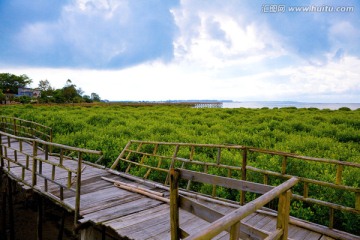 北仑河口 海洋湿地 红树林