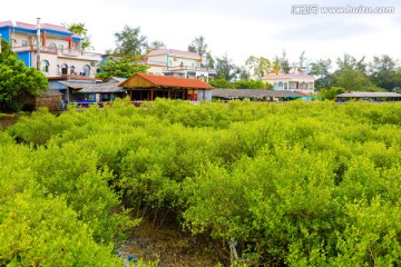 北仑河口 海洋湿地 红树林