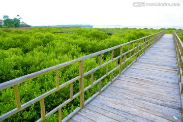 北仑河口 海洋湿地 红树林