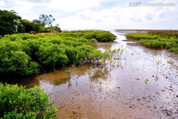 北仑河口 海洋湿地 红树林