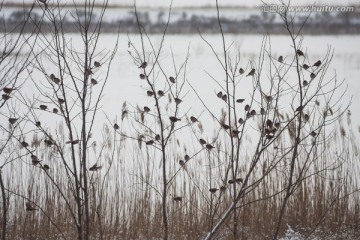 麻雀 鸟群 雪地 枝头