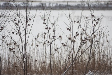 麻雀 鸟群 雪地 枝头