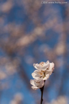 白色杏花 蓝天 花蕊