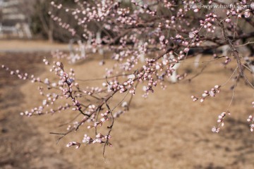 桃花 繁花似锦 花蕾 花苞