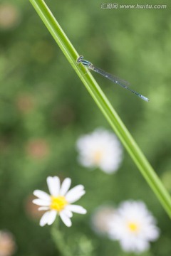 狭翅豆娘 小蜻蜓 马兰花 小草