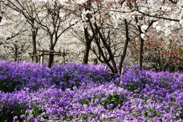 樱花