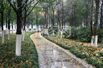 林间小道