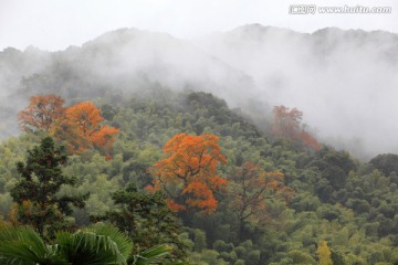 山林