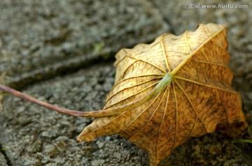 秋天地面上一片枯黄的落叶