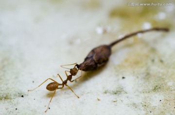 微距拍摄的蚂蚁在觅食