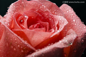 微距拍摄的带水珠的玫瑰花