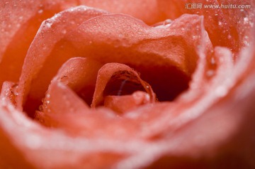 拍摄的带水珠的玫瑰花花心