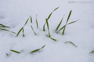 小麦 小草