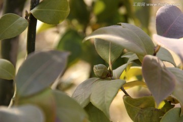 山茶花