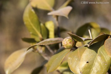 山茶花