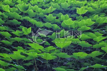 爬山虎