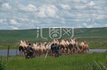 内蒙古草原放牧骆驼jpg高清