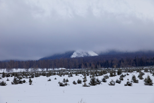 大山 森林