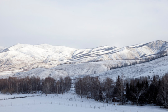 雪山 森林