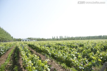 葡萄园葡萄种植园全景图片