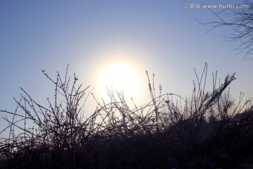 冬季阳光下的灌木丛