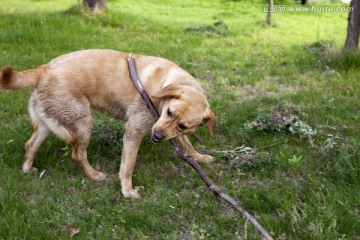 拉布拉多犬 宠物犬 狗 生活