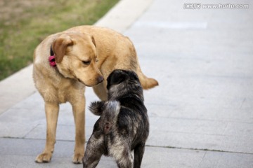 拉布拉多犬 宠物犬 狗 生活