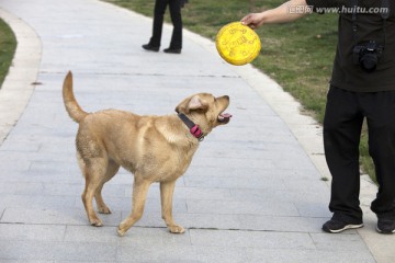 拉布拉多犬 宠物犬 狗 生活