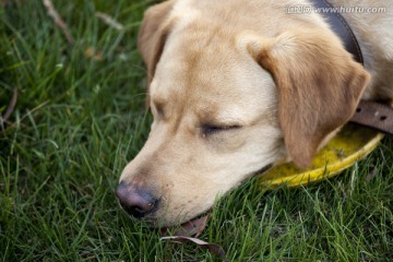 拉布拉多犬 宠物犬 狗 生活