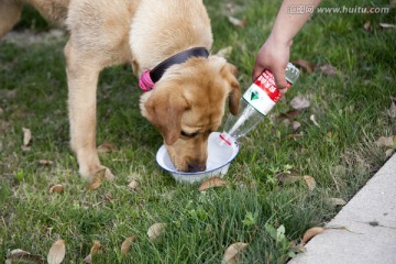 拉布拉多犬 宠物犬 狗 生活