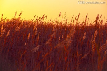 旷野日出