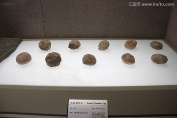 恐龙蛋化石
