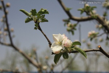 桃花 花卉 花枝 花圃 花朵