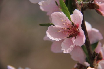 桃花 花卉 花枝 花圃 花朵