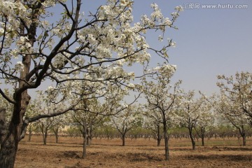 桃林 果树 桃花 花卉 花枝