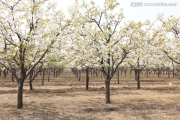 桃林 果树 桃花 花卉 花枝