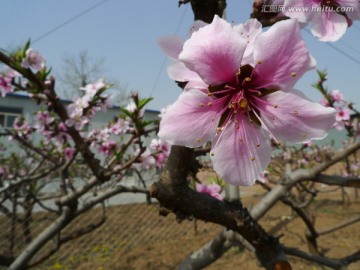 桃林 果树 桃花 花卉 花枝