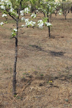 桃林 果树 桃花 花卉 花枝