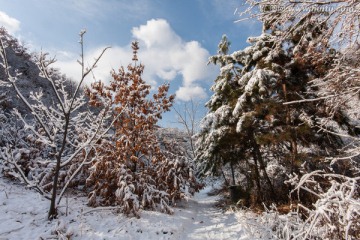 冬雪 树挂 雾凇