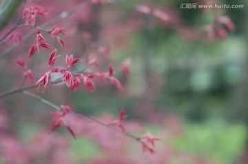 红枫叶